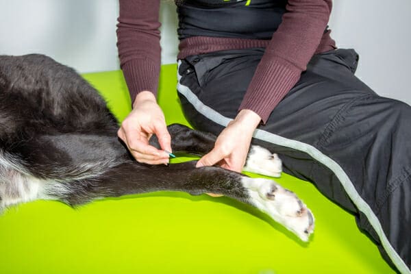 Dog receiving acupuncture in his hock to hopefully help with the limping