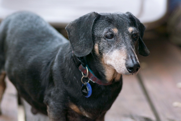 Senior Dachshund standing on the deck