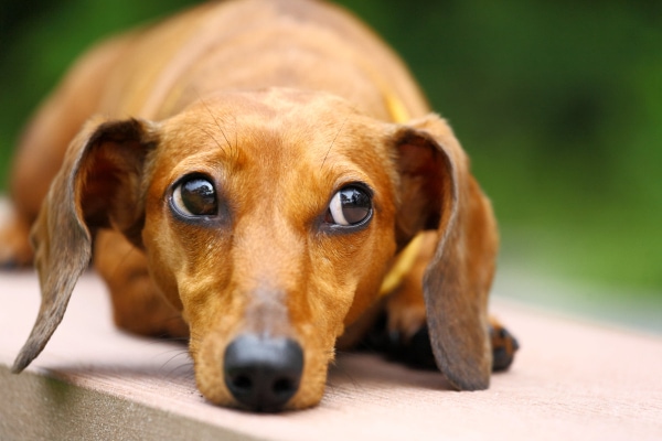 Dachshund laying down on a bench, looking to the side resting their legs