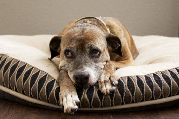 Senior Boxer mix laying on a comfy dog bed resting their legs