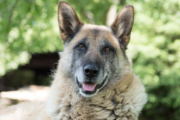 Senior German Shepherd laying down under some shade trees to rest his legs