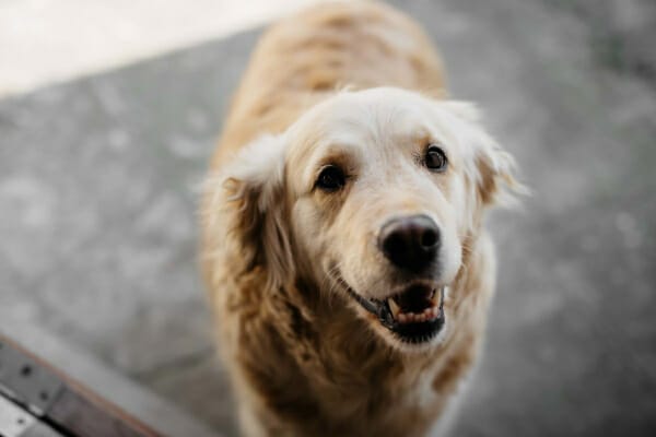 Golden Retriever at a park looking upwards