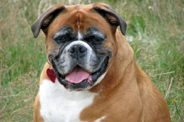 Senior, overweight Boxer sitting in a grassy field resting their legs