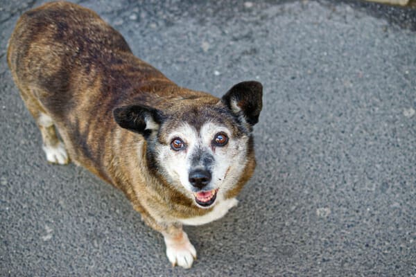 Senior, overweight Dachshund on the pavement looking upwards