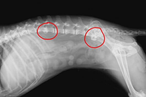 Radiograph of a dogs spine with two areas of arthritis circled in red that could be the cause for why the dog is limping