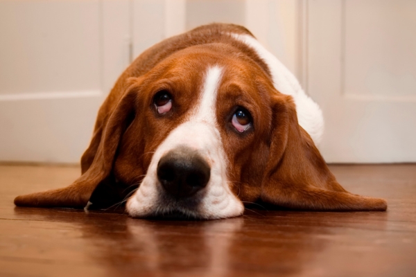 Basset Hound laying on the floor looking sad