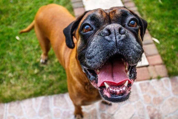Happy boxer dog's face with head tilted as if asking how do you body condition score your dog