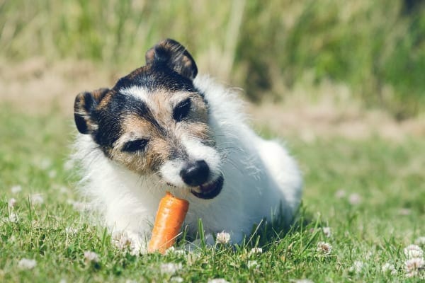 Jack Russell Terrier eating a carrot