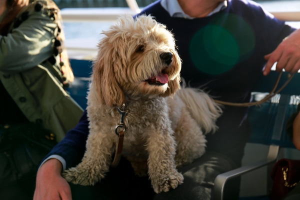 Fluffy dog sitting on a boat bench with owner
