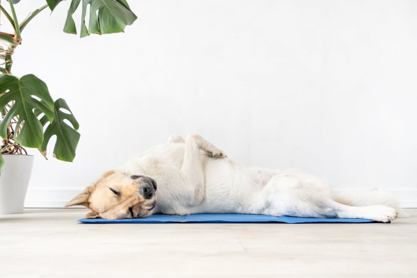 Dog lying on a cooling mat showing how to keep a dog cool in the summer
