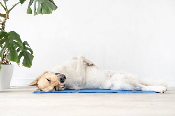 Do Dog Cooling Mats Work To Keep a Dog Cool? Veterinarians Answer