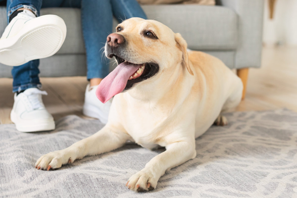 Adult dog with tongue out panting inside a house