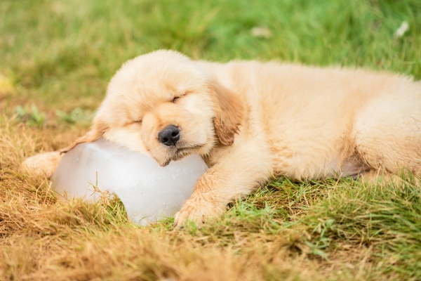 Puppy lying in grass with his head on a block of ice to keep cool in the summer 