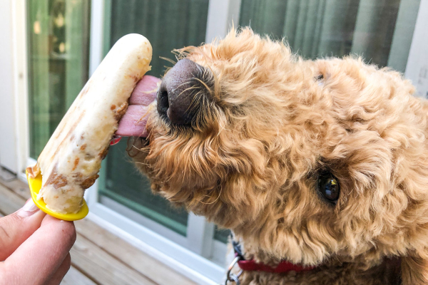 Dog licking a frozen dog treat as a way to cool down in the summer heat