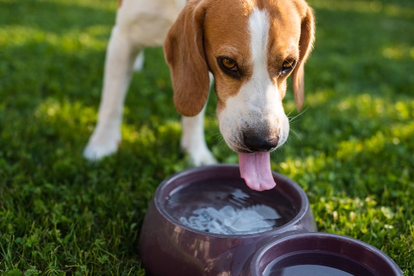 Adult dog lapping up fresh water from a bowl as a way to stay cool in the heat