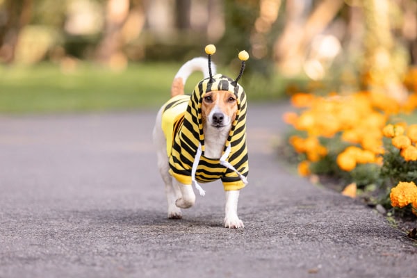 Dog wearing a bee costume