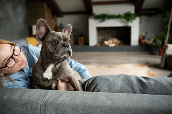 Frenchie on the couch with his owner