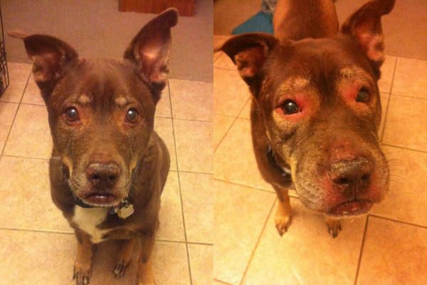 Dog before and after a bee sting