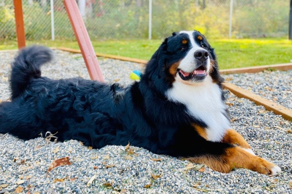 Bernese Mountain Dog lying on belly outside, photo