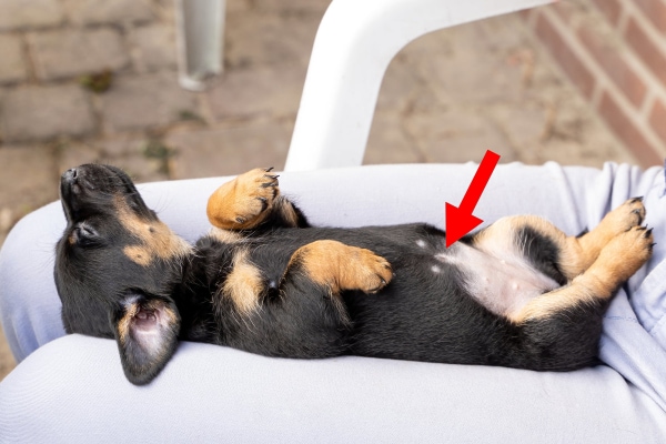 Shepherd mix puppy lying on her back with an arrow pointing to the dog's belly button, photo