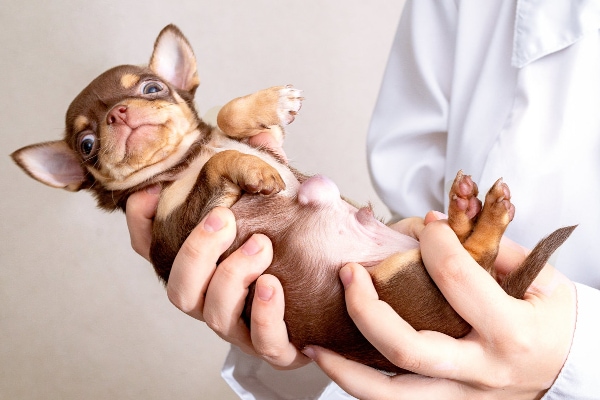 Chihuahua puppy with an umbilical hernia being examined by a veterinarian, photo