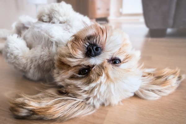 Shih Tzu lying down upside down, showing its belly, photo