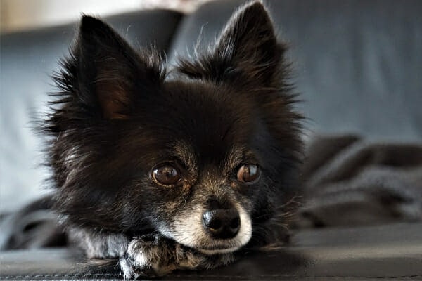 Senior Chihuahua lying down on the couch