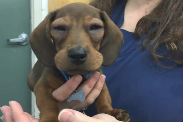 Dog's swollen face from anaphylactic reactio, photo