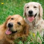 Benadryl for Dogs: How it Works, When it Works, Why it Works