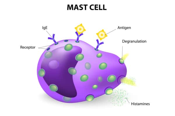 diagram of a mast cell and histamine