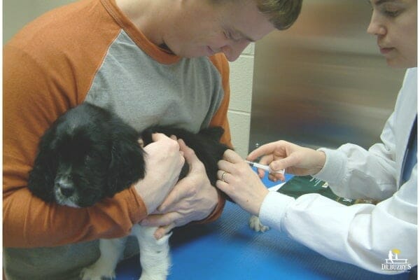 Veterinarian giving a dog an injection of Benadryl, photo