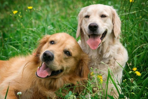 Summer and dogs in grass as example, photo