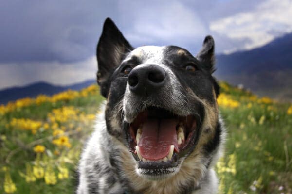 Heeler panting and out in a field of yellow flowers