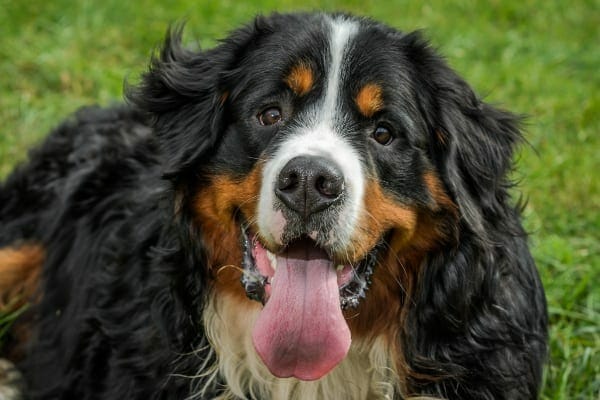 Bernese Mountain dog lying on grass, photo