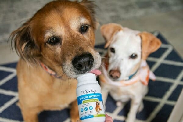senior dog licking the bottle of Dr. Buzby's Encore Mobility joint supplement, photo