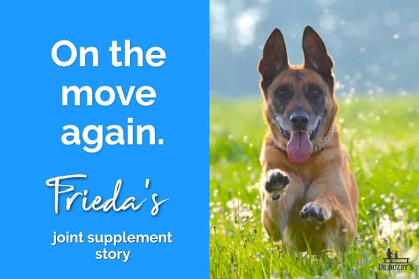 photo german shepherd dog in grass and title frieda's joint supplement story