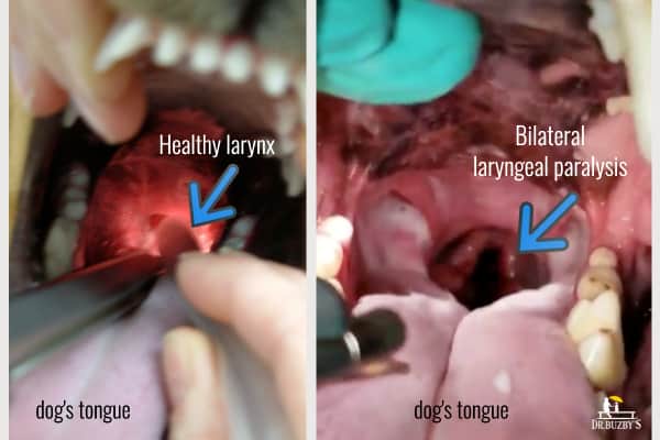 side-by-side photos of a dog's healthy larynx and a dog with bilateral laryngeal paralysis
