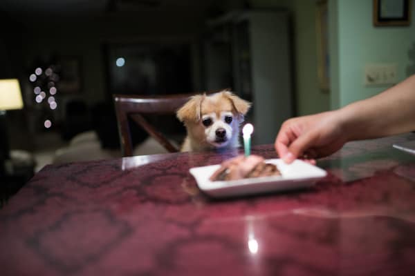 senior dog birthday party, photo