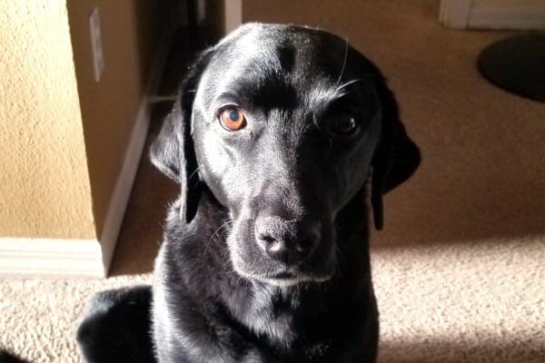 Sweet face of a labrador retriever dog who was diagnosed with hemangiosarcoma, photo