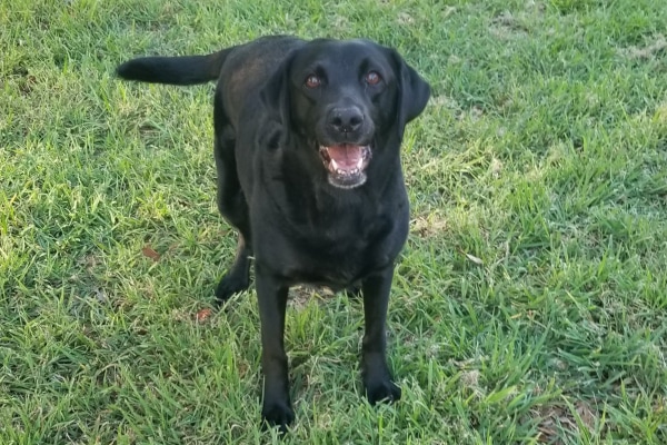 Dr. Irish's Black Labrador Retriever standing in grass