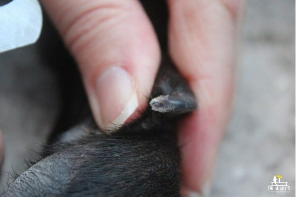 pre-quick of dog's black toenail