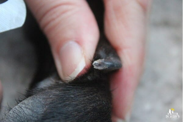 Close up of a dog's black, trimmed toenail showing the area just before the quick 