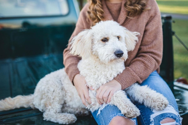 Poddle sitting on owner's lap in the back of a truck.