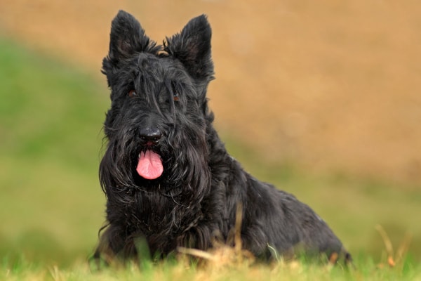 Scottish Terrier dog, a breed at risk for bladder cancer in dogs, sitting in a grassy field.
