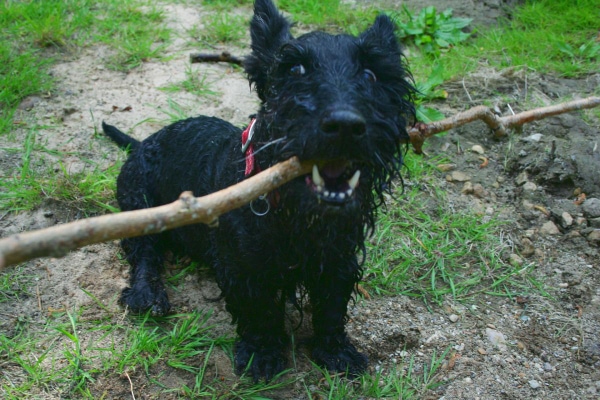 Scottish Terrier playing with a stick in the yard.