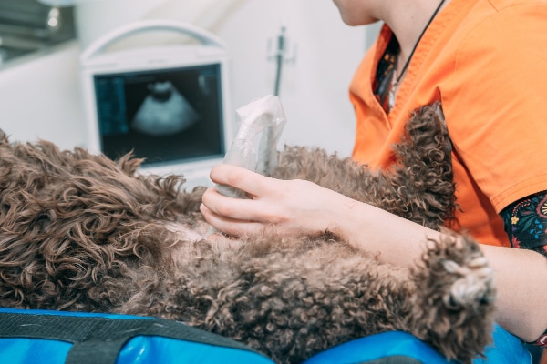 Poodle dog lying on back while a veterinarian performs an ultrasound of the bladder, which is the best way to visualize a bladder tumor