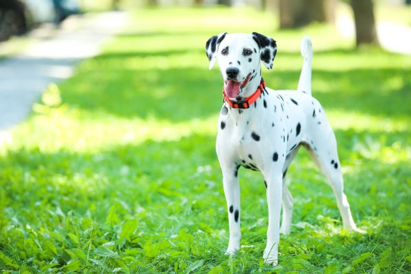 Dalmatian dog (a breed more genetically prone to urate bladder stones in dogs) playing in a green grassy lawn
