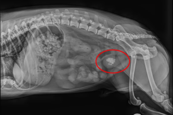 X-ray showing bladder stones in dog