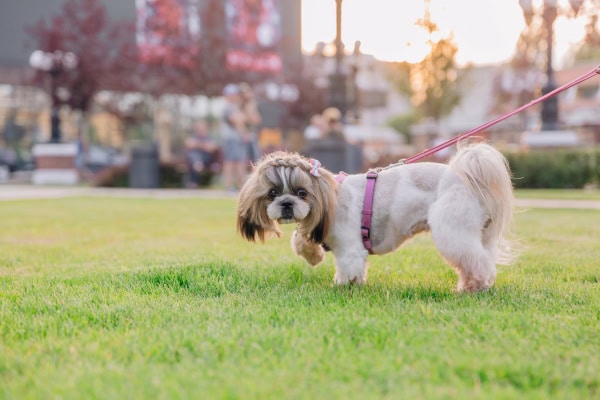 Dog walking in the grass on a leash looking to urinate