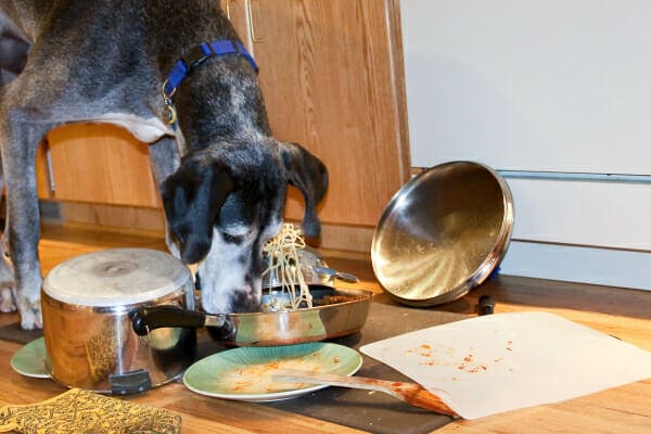 A bland diet may help with diarrhea after a dog (like this photo of a Great Dane who is eating human foods off the floor) has dietary indiscretion